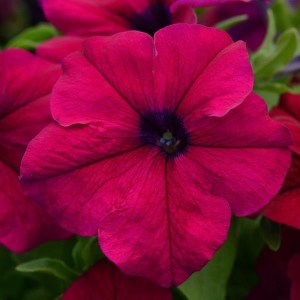 Dreams Burgundy 1